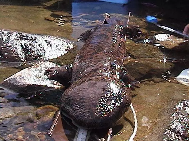 Giant Salamanders