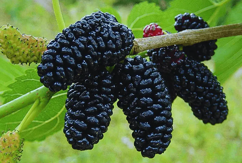 Mulberry