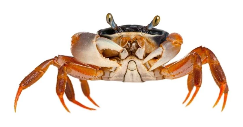 Crab 